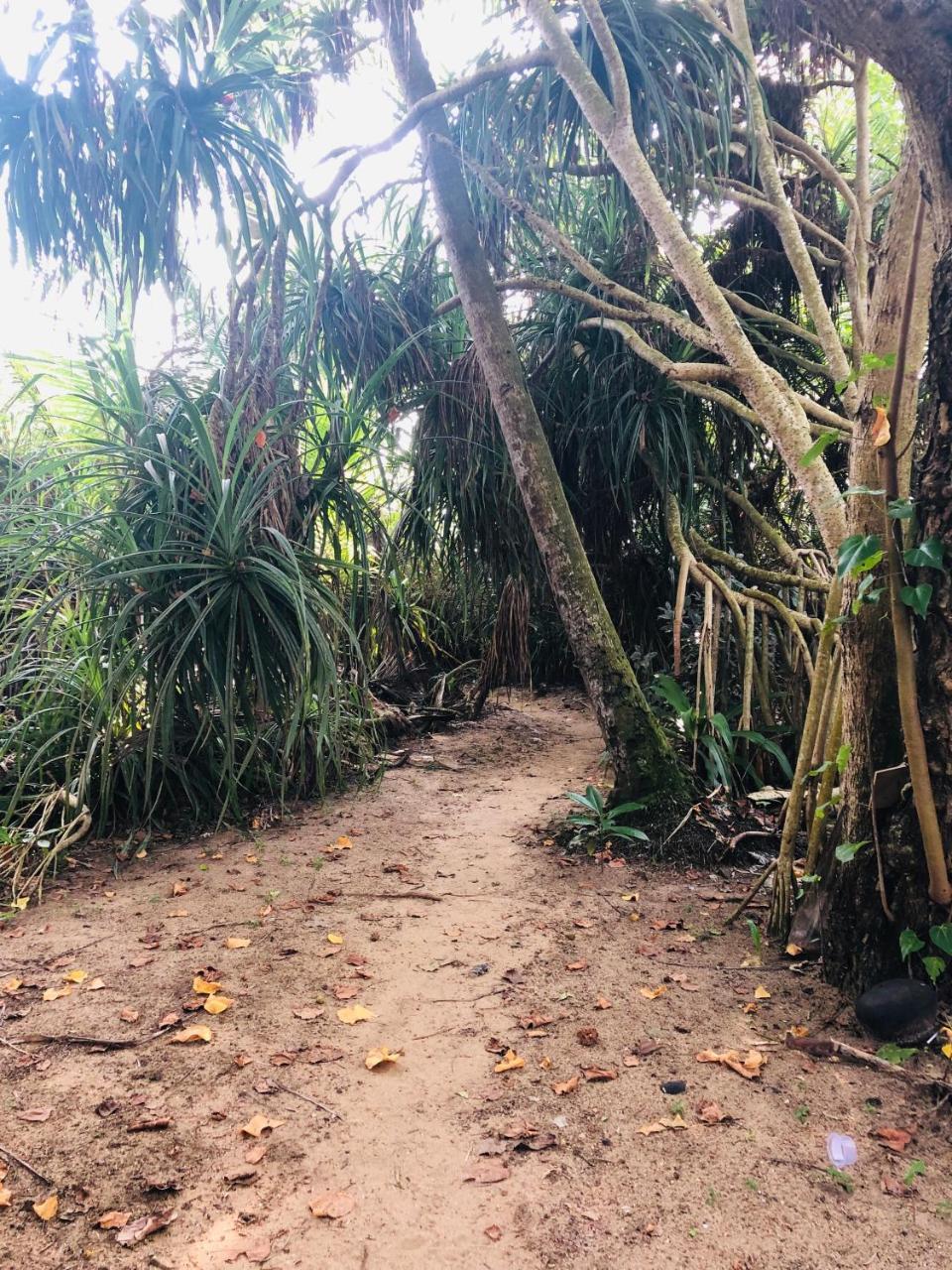 Hikkaduwa Backyard Beach Homestay Galle Eksteriør billede